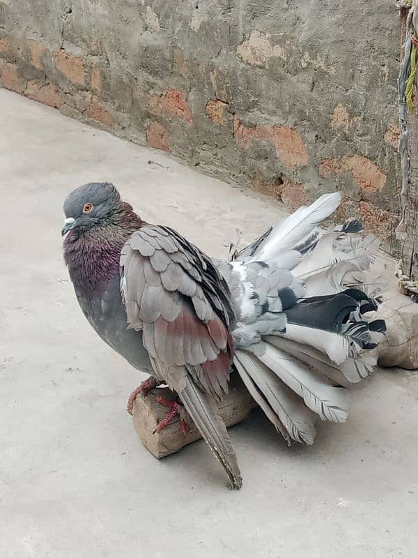 pigeons 6