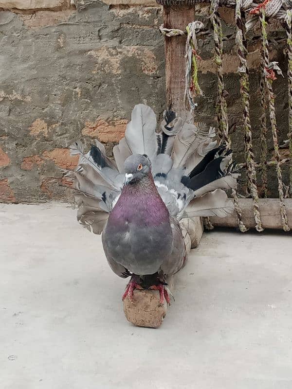 pigeons 9