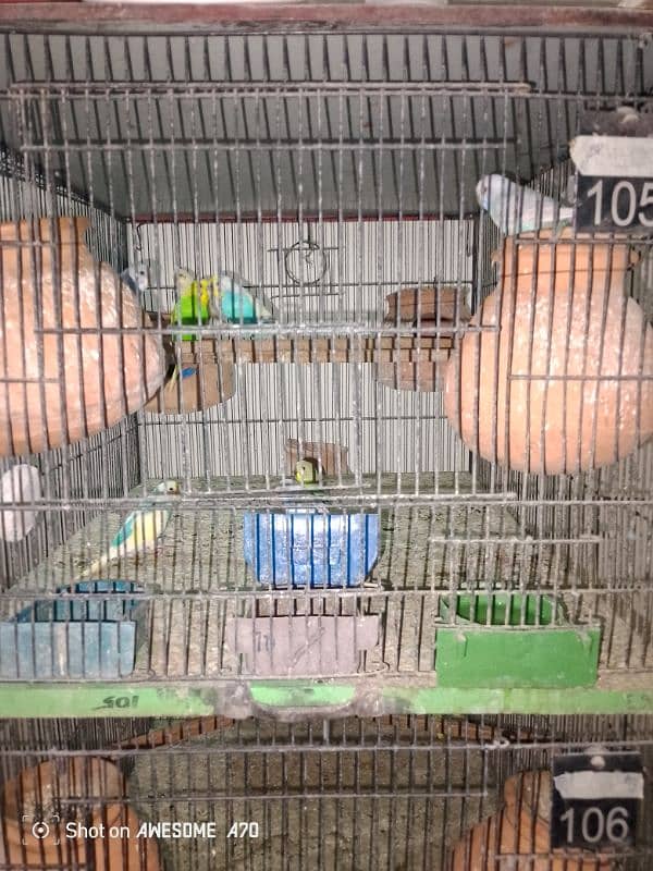 Budgerigars breeder pair with chicks 0