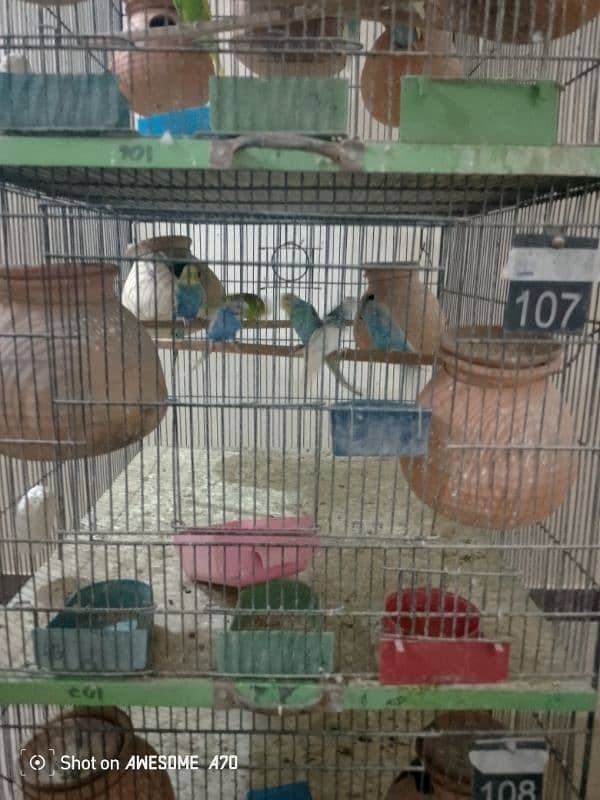 Budgerigars breeder pair with chicks 1