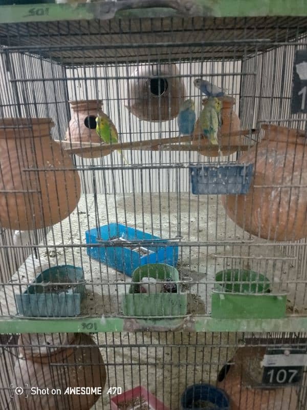 Budgerigars breeder pair with chicks 2