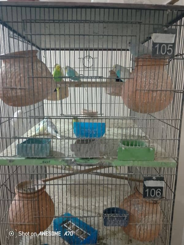 Budgerigars breeder pair with chicks 3