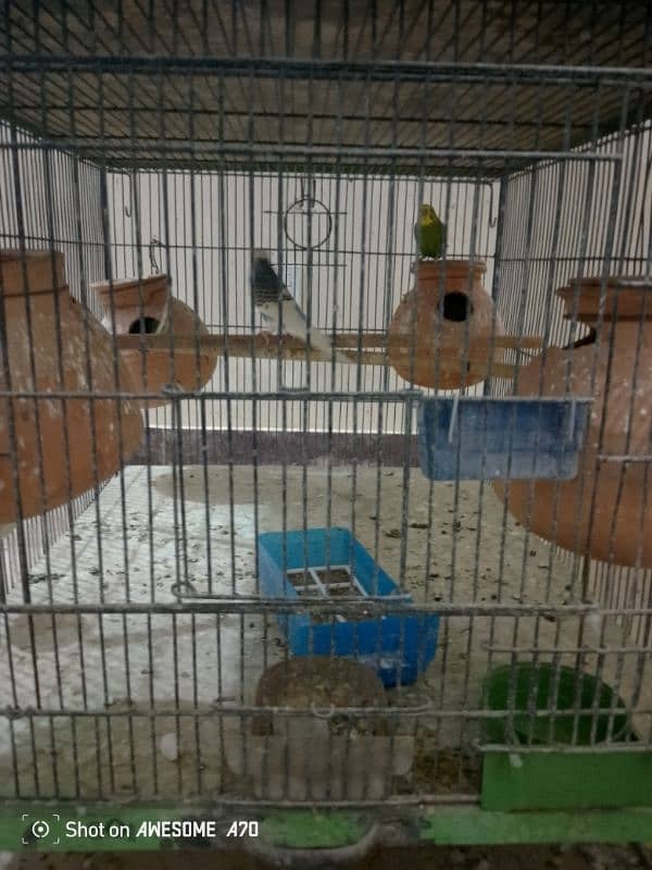 Budgerigars breeder pair with chicks 4