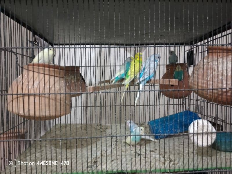 Budgerigars breeder pair with chicks 5