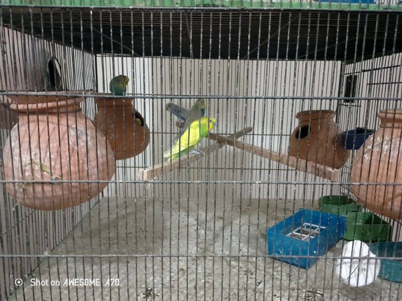 Budgerigars breeder pair with chicks 6