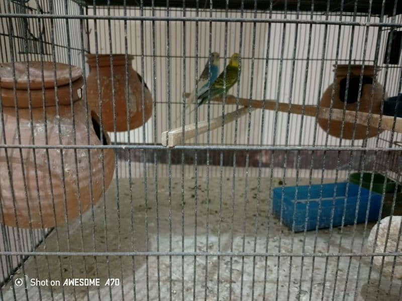 Budgerigars breeder pair with chicks 7