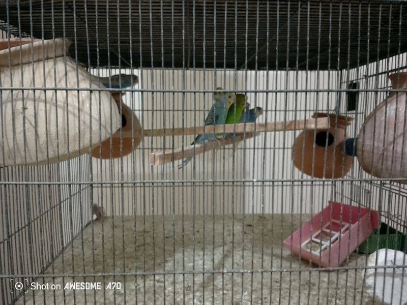 Budgerigars breeder pair with chicks 8