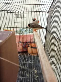 Exhibition zebra finch 2B mutation