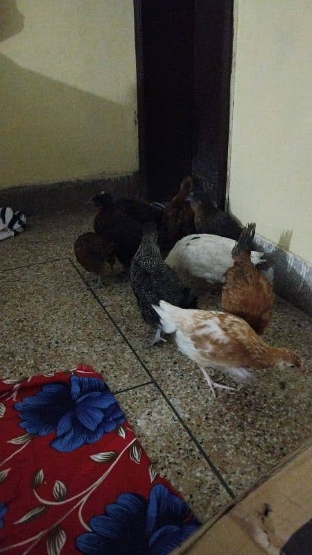 golden misri chicks available 1