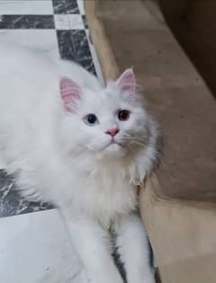 Persian male cat