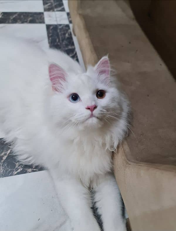 Persian male cat 0