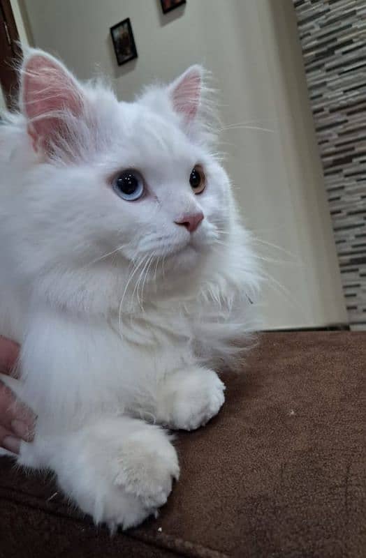 Persian male cat 1