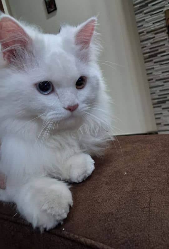 Persian male cat 2