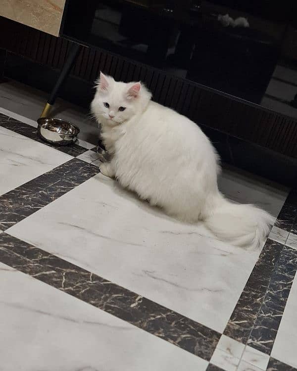 Persian male cat 3