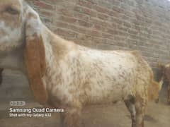 Bakra far sale korbani 03017765930