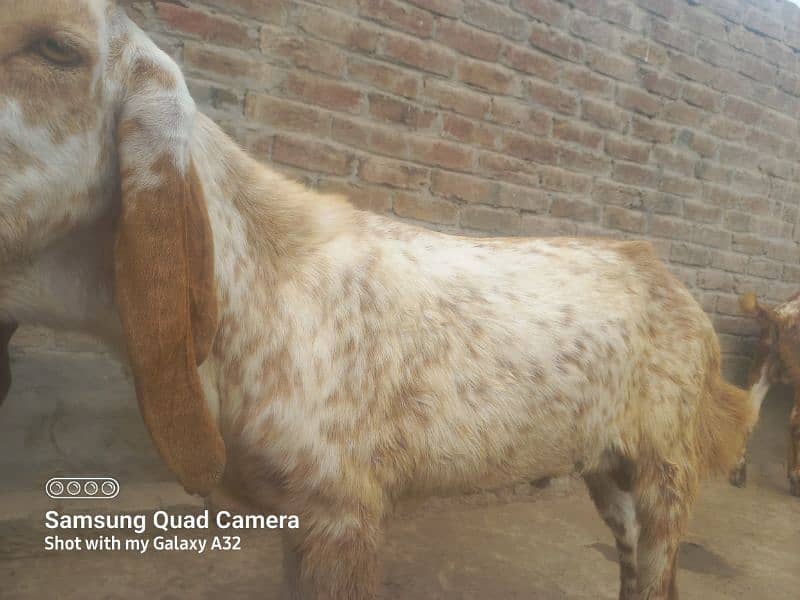 Bakra far sale korbani 03017765930 0