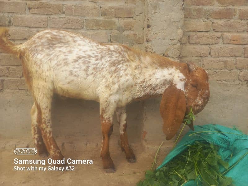 Bakra far sale korbani 03017765930 1