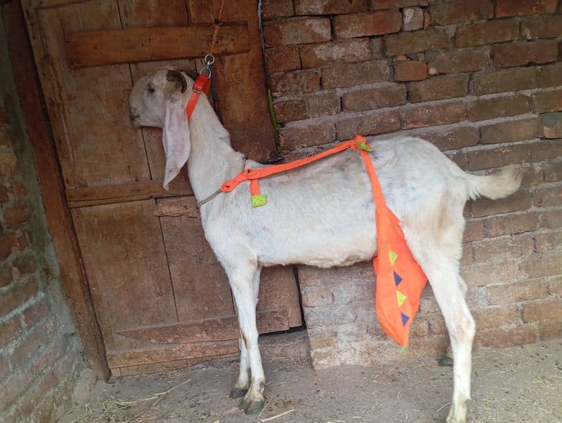 Beetal goat with one ablak male kid 0