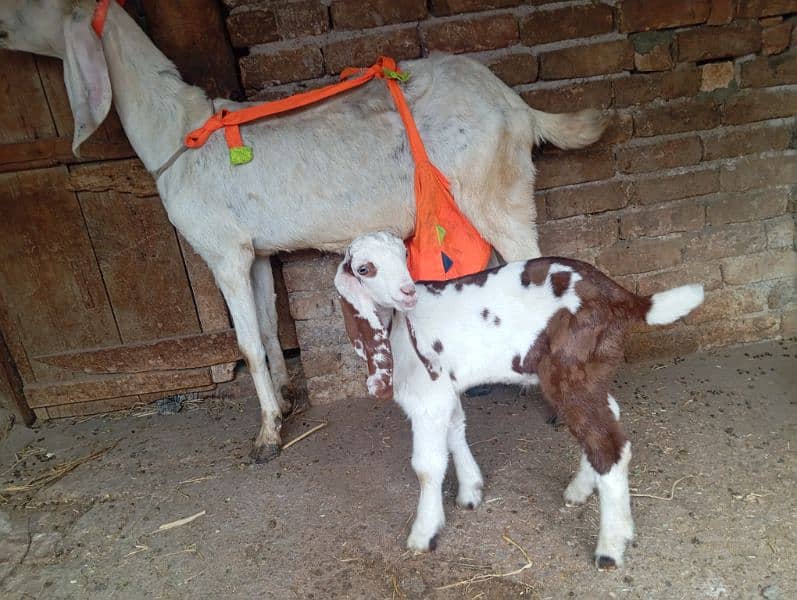 Beetal goat with one ablak male kid 1