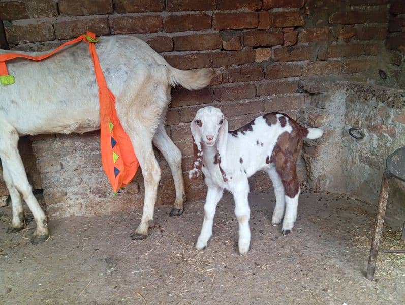 Beetal goat with one ablak male kid 2