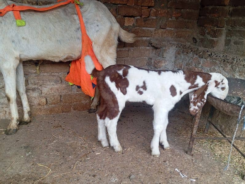 Beetal goat with one ablak male kid 3