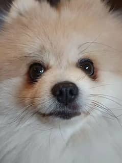 Pomeranian