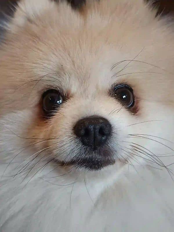 Pomeranian 0