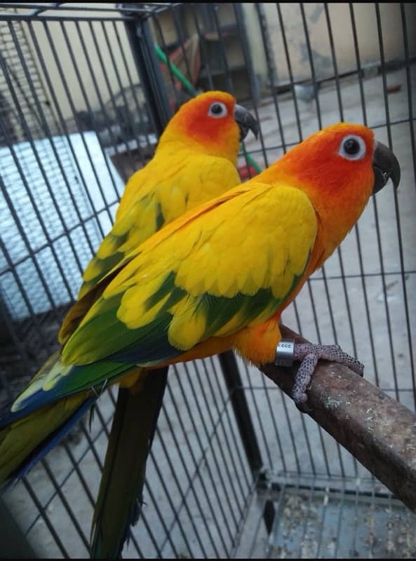 Sun Conure | red factor sun conure | Breeder Pair with DNA |Conure 0