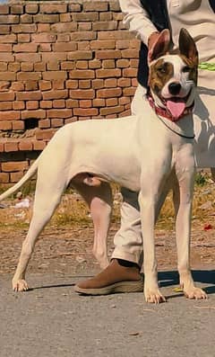 Pure Katha Gultair Male Age 7 month for Sale All Pakistan Cargo