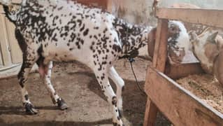 Makhi cheene bakri And Nasli black Goat for sale