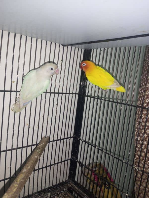 Lovebirds 2