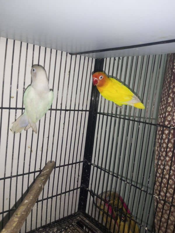 Lovebirds 3