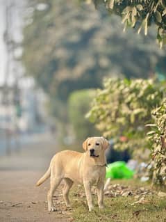 Labrador