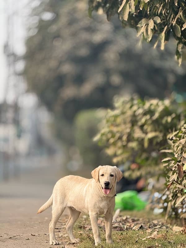 Labrador Male Pure 1