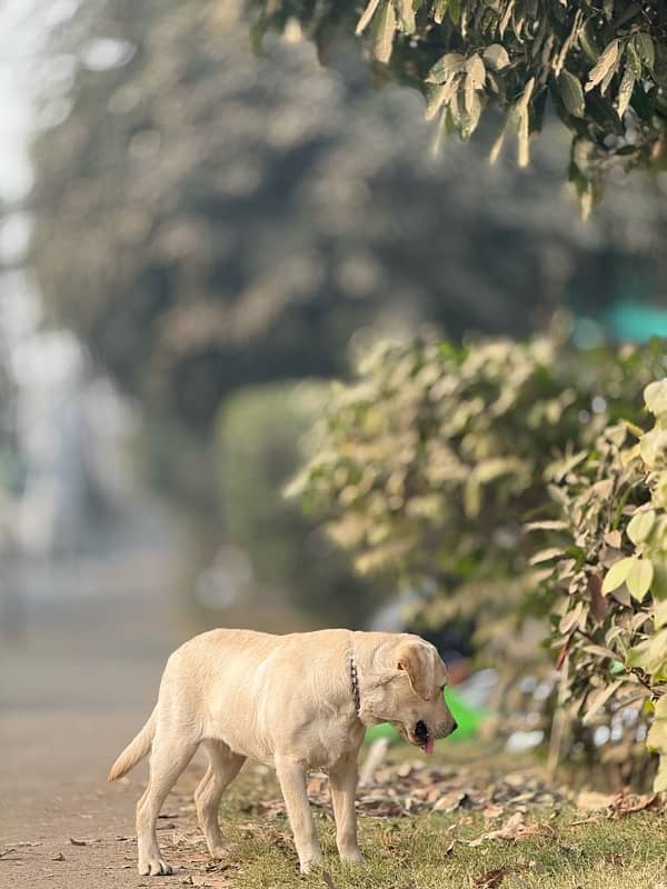 Labrador Male Pure 2