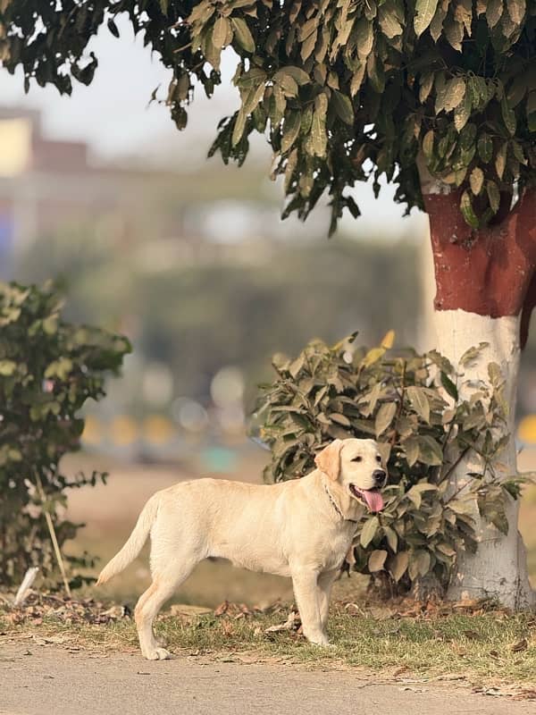 Labrador Male Pure 3