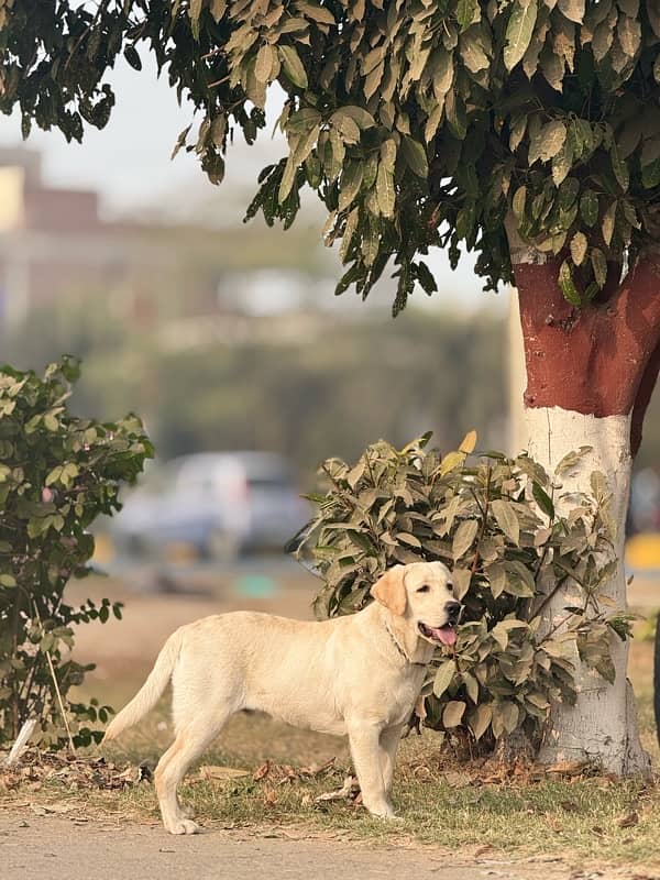 Labrador Male Pure 4