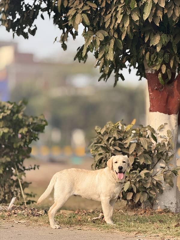 Labrador Male Pure 5