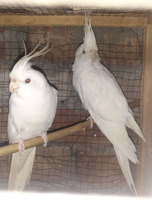 eno red eyes breeder pair and red eyes female black eye male pair 2