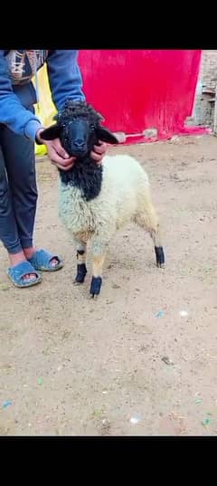 sheep jora