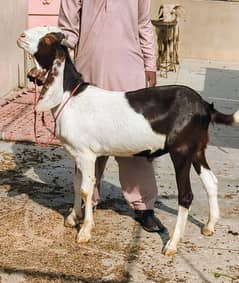 Bakra ( Lal Abluck )