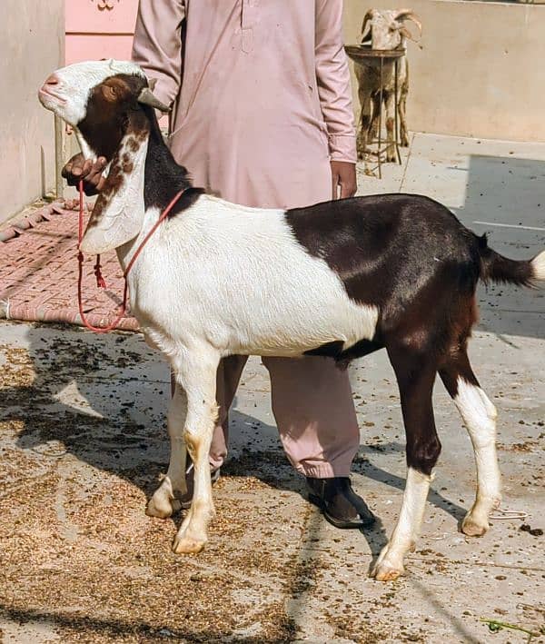 Bakra ( Lal Abluck ) 0