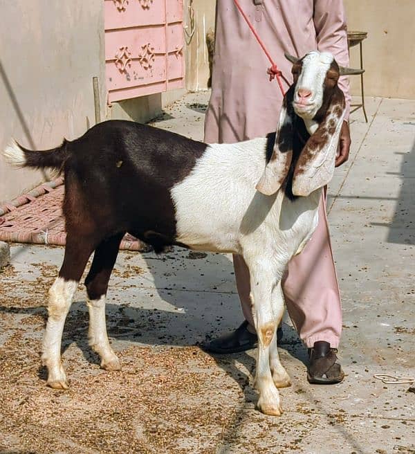 Bakra ( Lal Abluck ) 1