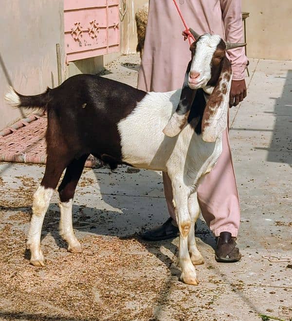 Bakra ( Lal Abluck ) 2