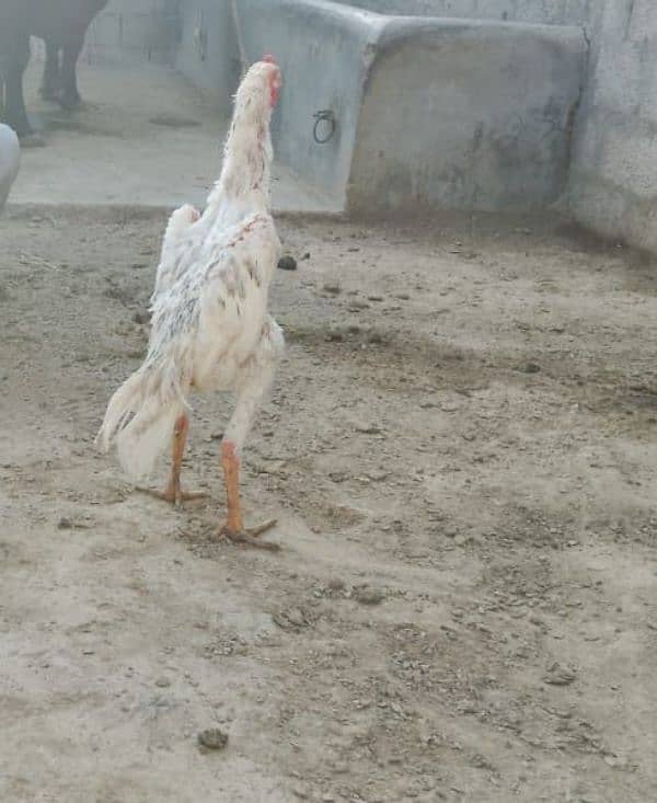 aseel oh shamo breed murgha for sale 1