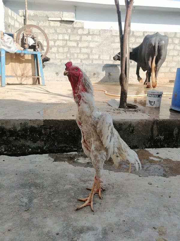 aseel oh shamo breed murgha for sale 2