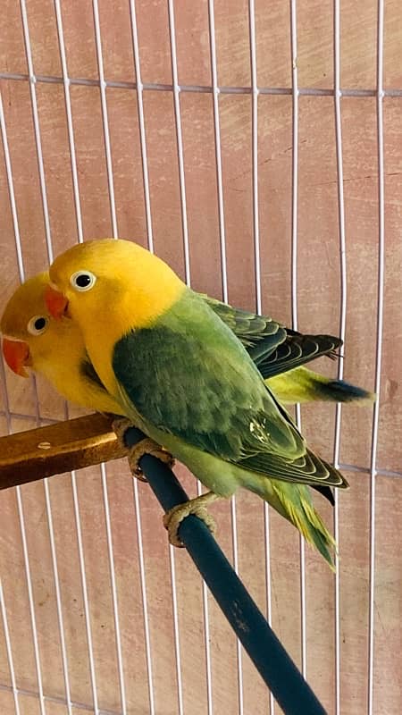 Lovebird for Sale Aqua, Creamino Opaline, Parblue Opaline, Pale Fallow 1