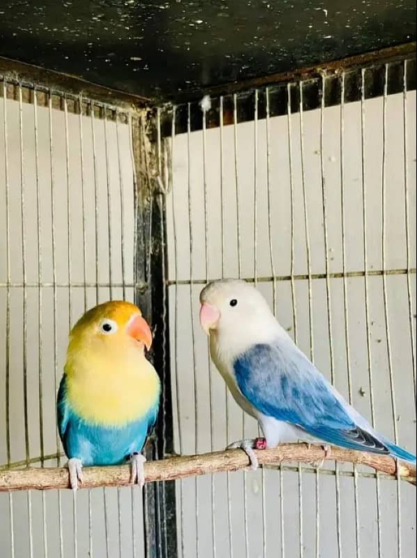 Lovebird for Sale Aqua, Creamino Opaline, Parblue Opaline, Pale Fallow 6