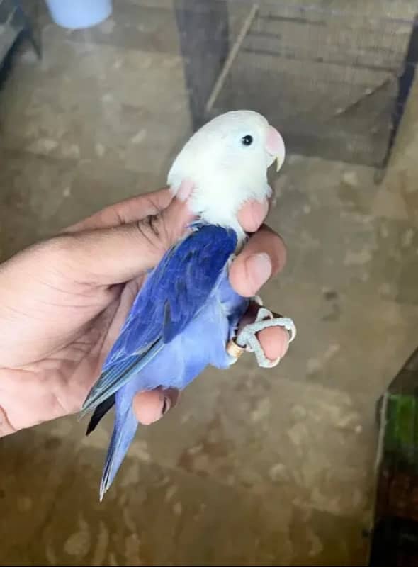 Lovebird for Sale Aqua, Creamino Opaline, Parblue Opaline, Pale Fallow 7