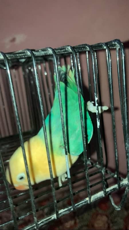 Lovebird for Sale Aqua, Creamino Opaline, Parblue Opaline, Pale Fallow 8